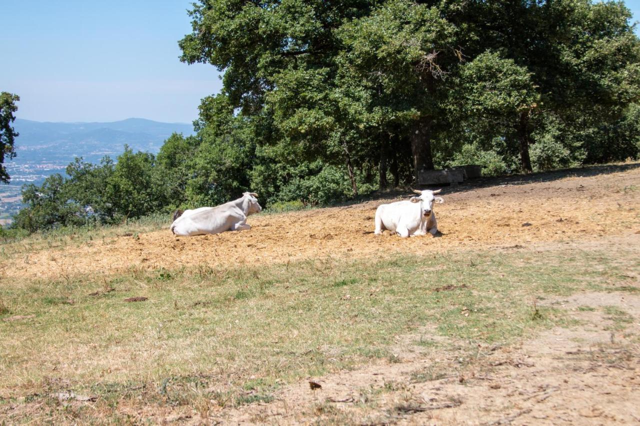 Agriturismo Con Piscina In Toscana, Tribbiano อาเรซโซ ภายนอก รูปภาพ